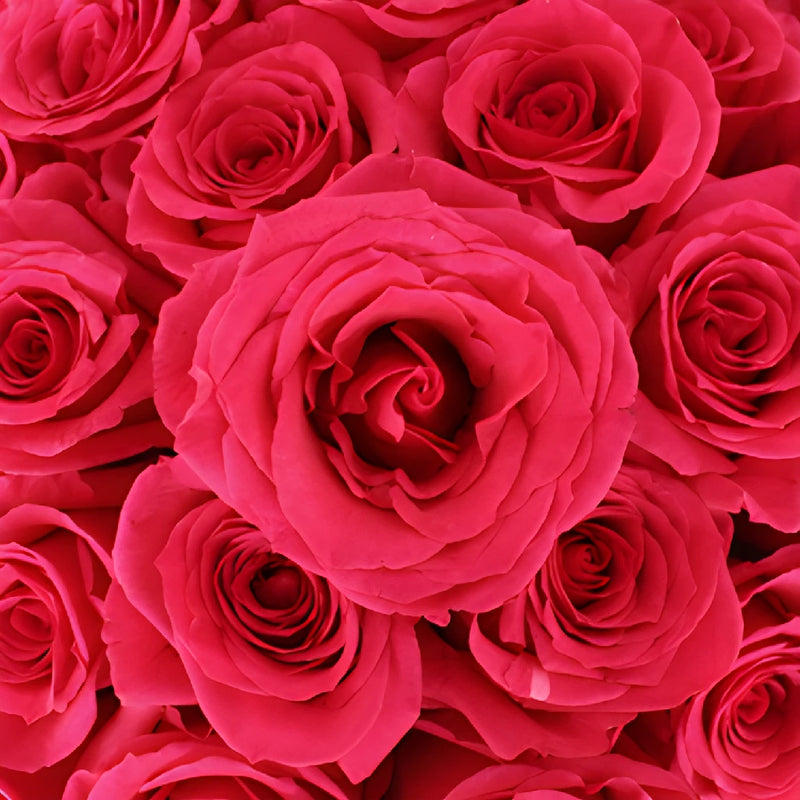 Queenberry Hot Pink Rose