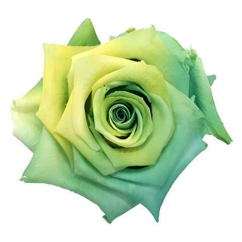 Preserved Quilotoa Rose