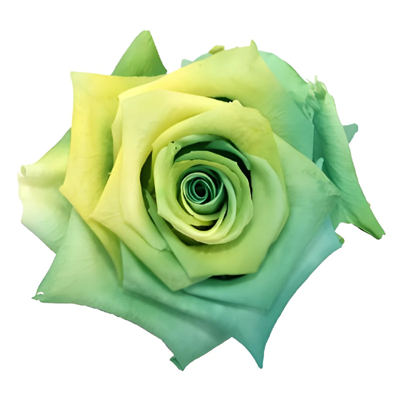 Preserved Quilotoa Rose