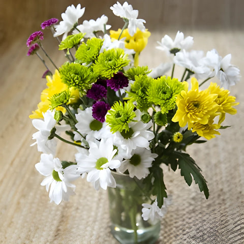 Save The Daisy, PomPom, and Cushion Growers DIY Flower Kit