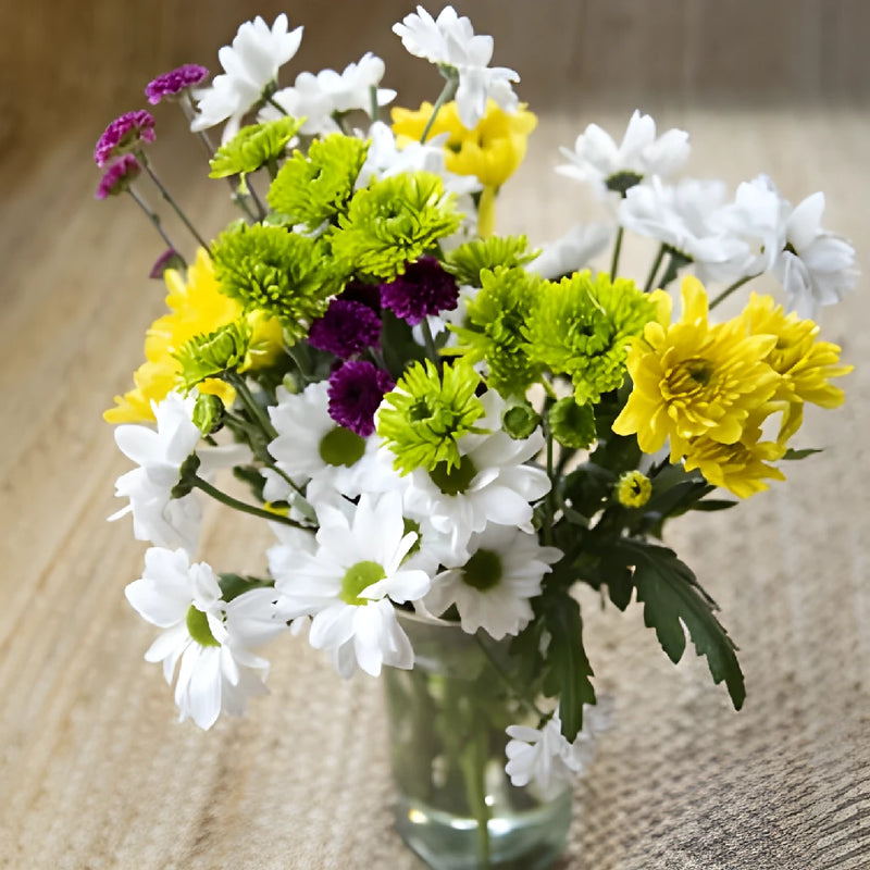 Save The Daisy, PomPom, and Cushion Growers DIY Flower Kit