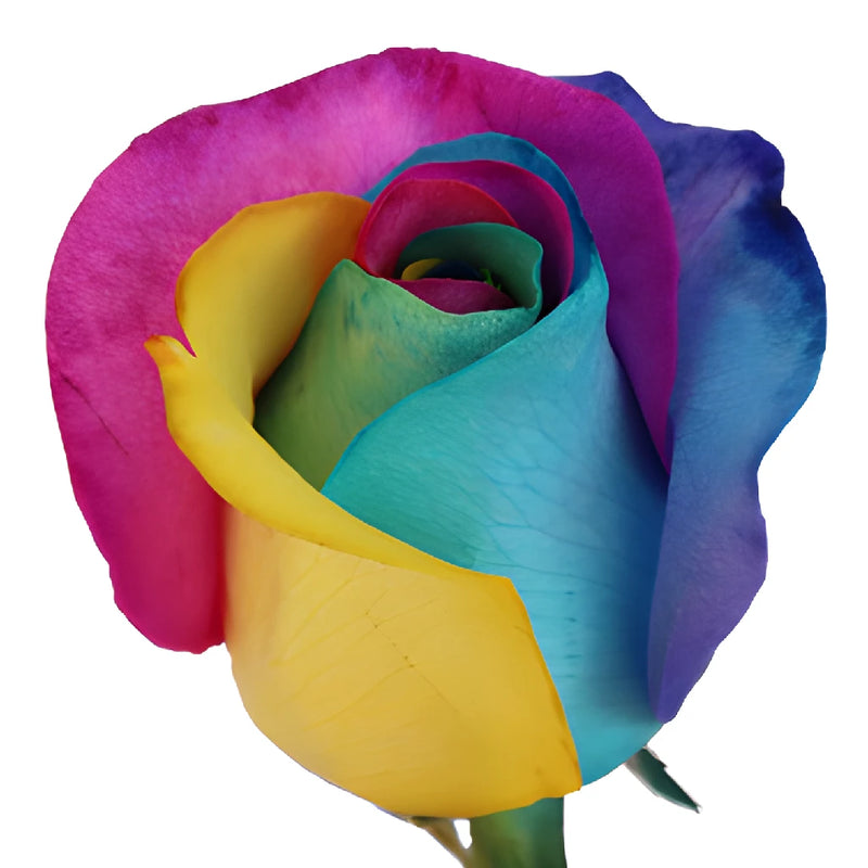 Neon Tie Dye Rainbow Roses