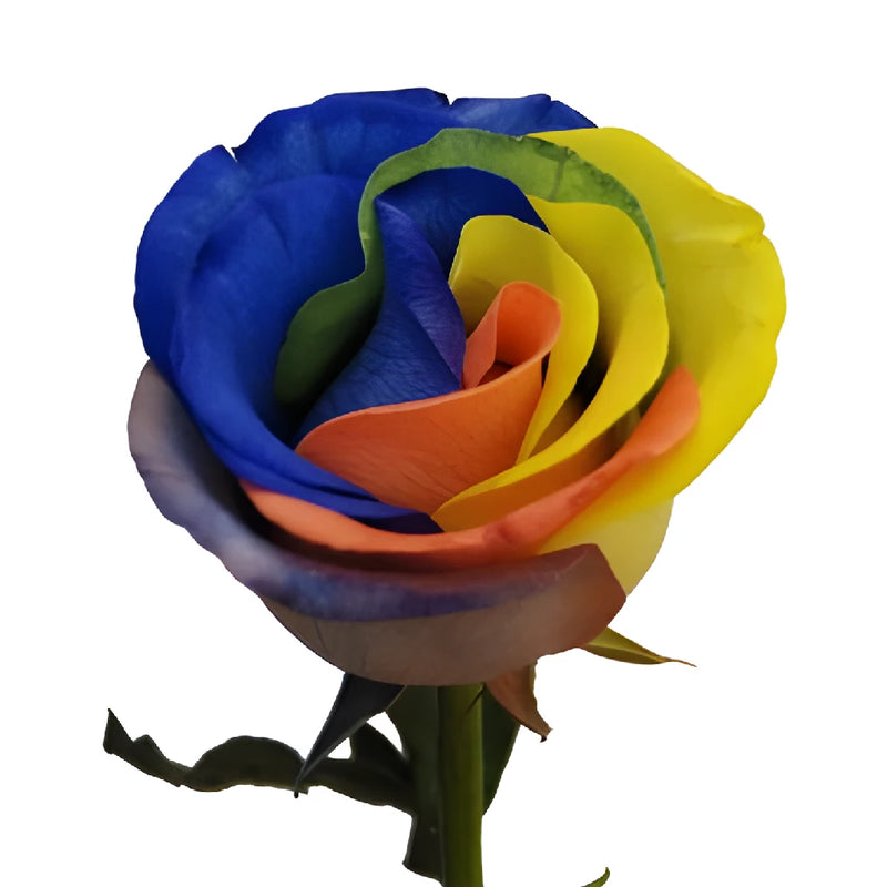 Custom Colors Rainbow Roses