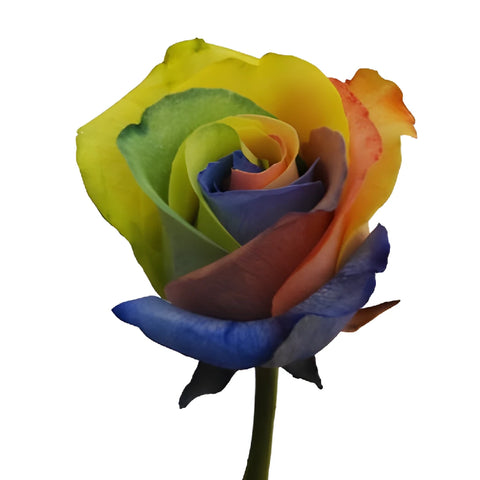Custom Colors Rainbow Roses