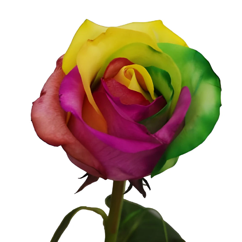 Custom Colors Rainbow Roses