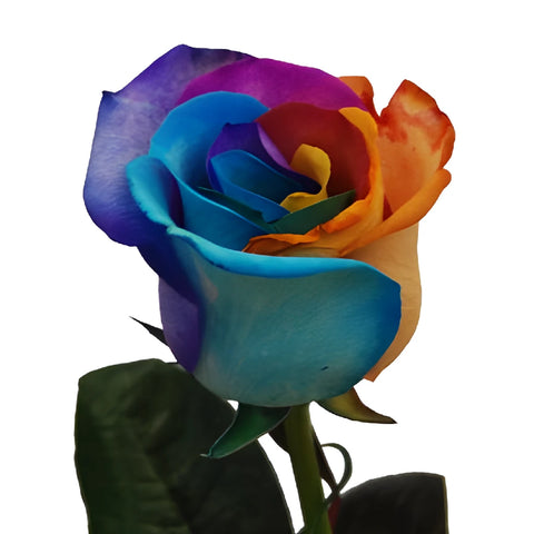 Custom Colors Rainbow Roses