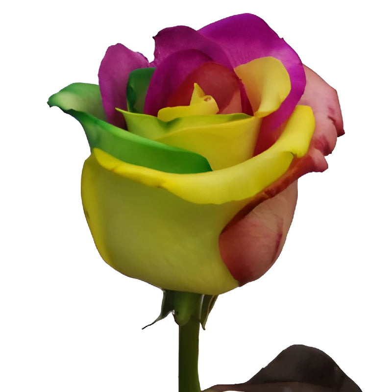 Custom Colors Rainbow Roses