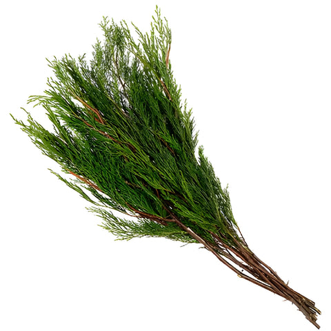 Cypress Greenery