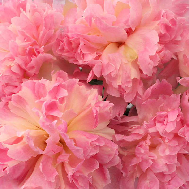 Raspberry Sundae Blush Pink Peonies up close