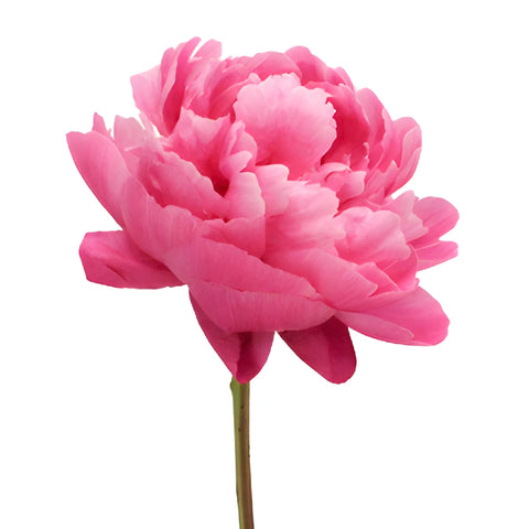 Red Sarah Bernhardt Peonies for April Delivery