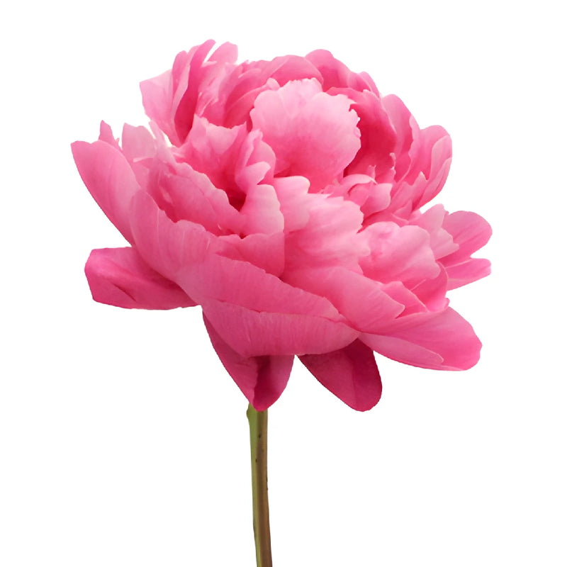 Red Sarah Bernhardt Peonies for April Delivery