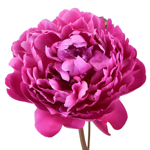 Red Bernhardt Hot Pink Peony Bloom View