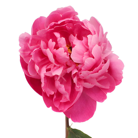 Red Sarah Bernhardt Peonies for April Delivery
