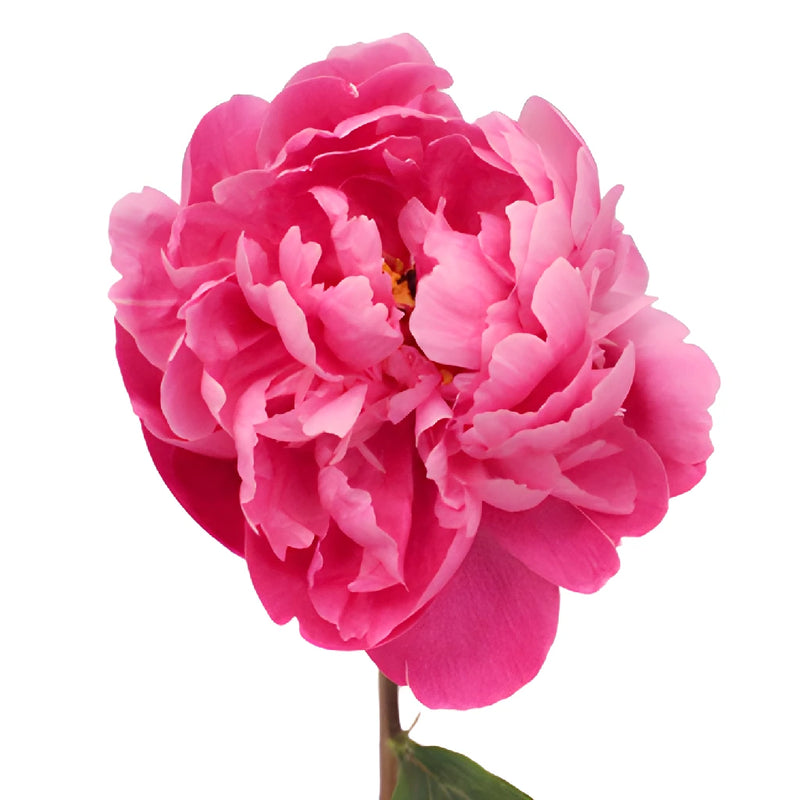Red Sarah Bernhardt Peonies for April Delivery