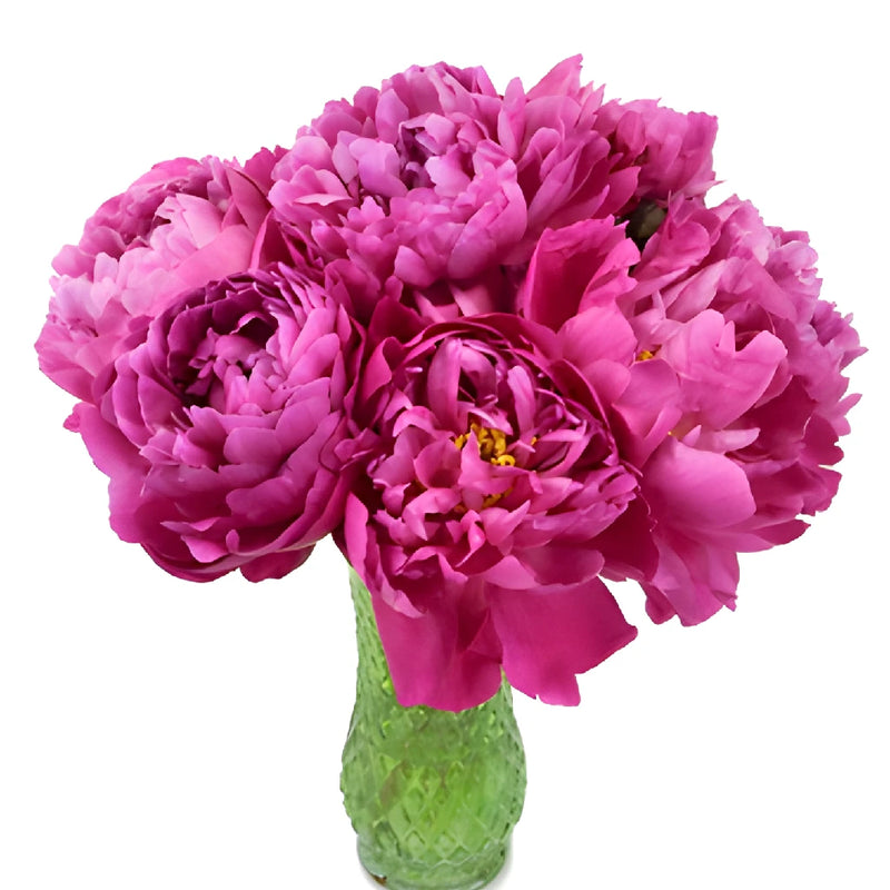 Red Sarah Bernhardt Peonies for April Delivery