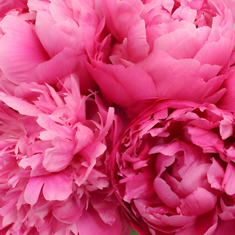 Red Sarah Bernhardt Peonies for April Delivery