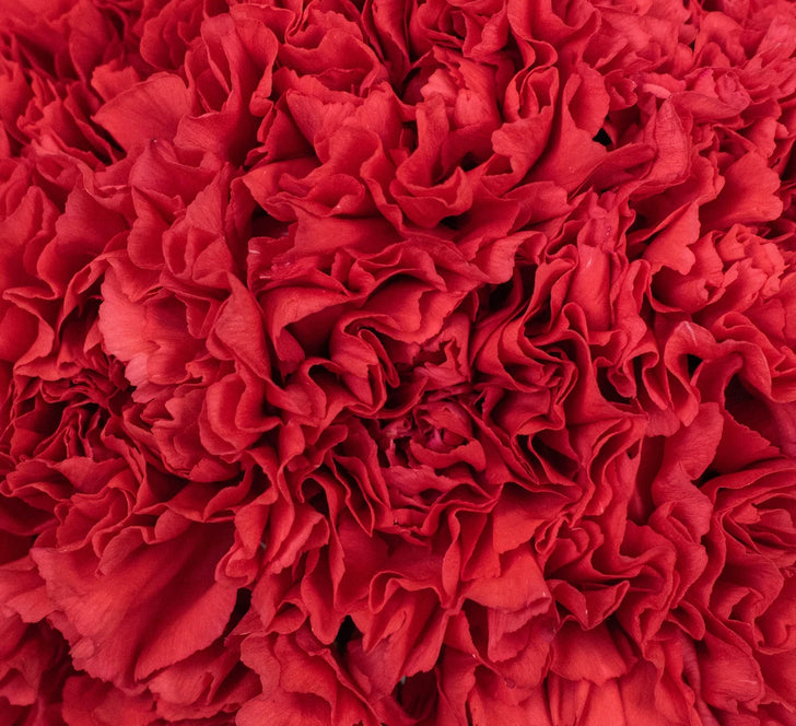 Pastel Carnation Flower Up Close