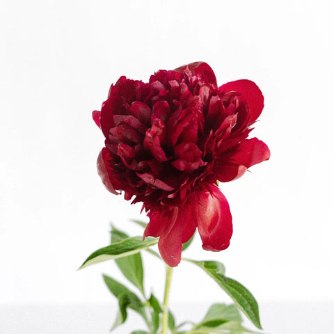 Red Charm Stem - Image