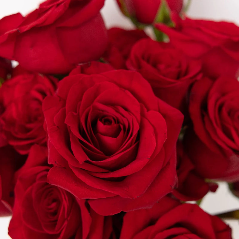 Red Ecuadorian Roses Express Delivery Stem - Image