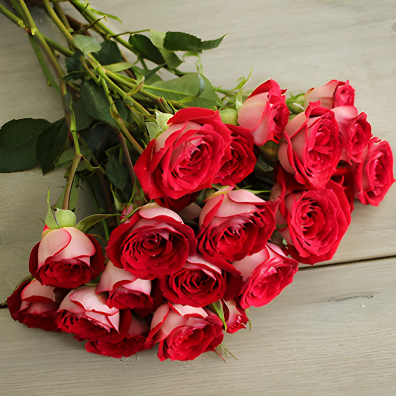 Cherry Pie Red Spray Roses