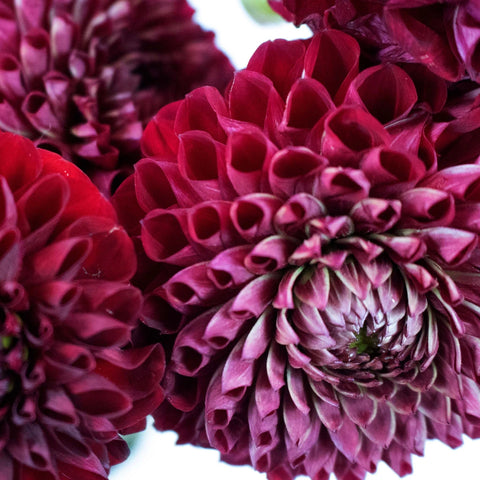 Red Honeycomb Dahlia Flower Up Close