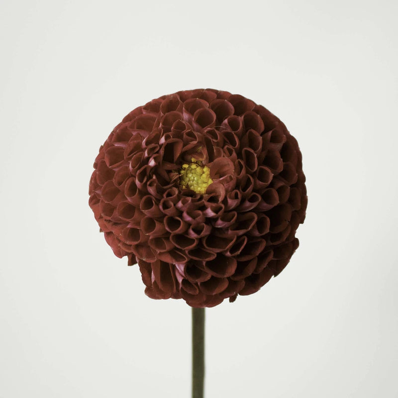 Red Honeycomb Dahlia Flower Stem