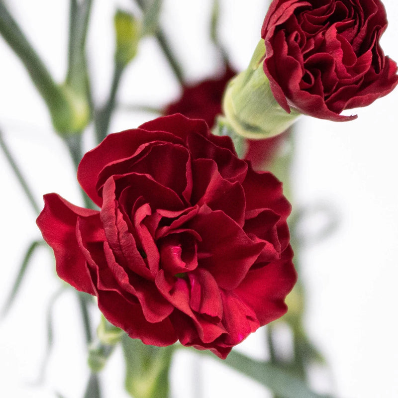 Red Mini Carnation Flower Up Close