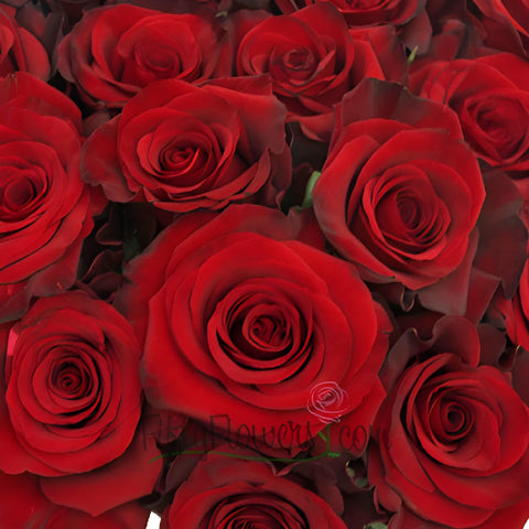 Red Paris Roses Up Close