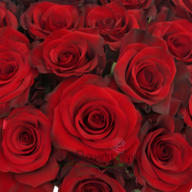 Red Paris Roses Up Close