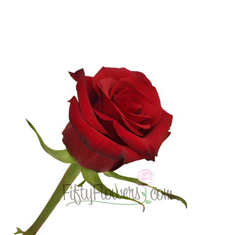 Red Paris Rose Side Stem View