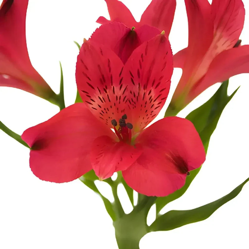 Red Peruvian Lily Flowers Apron - Image