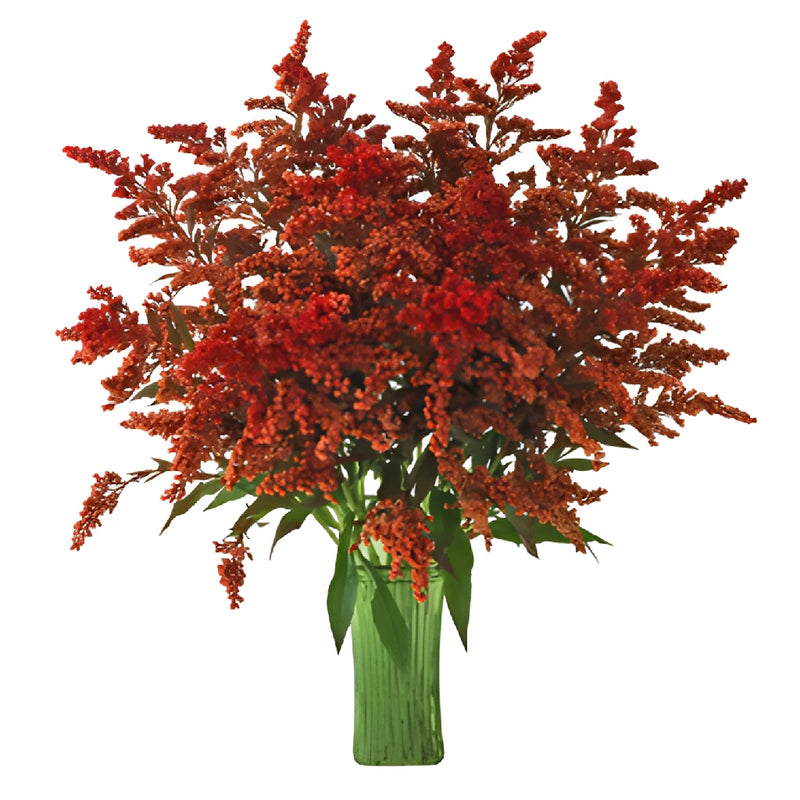 Enhanced Red Estelle Solidago Filler Flowers