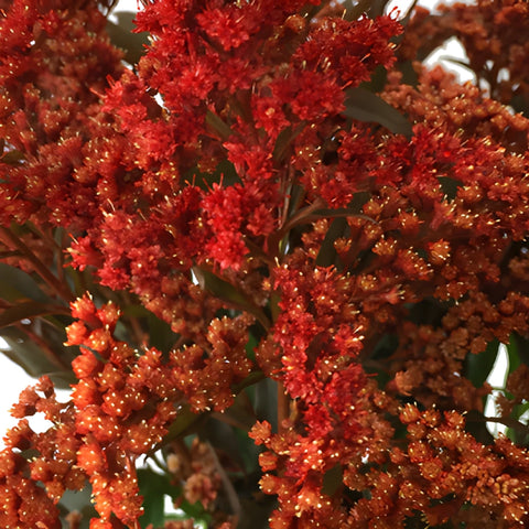 Enhanced Red Estelle Solidago Filler Flowers