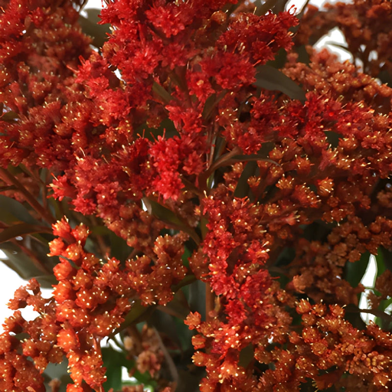 Enhanced Red Estelle Solidago Filler Flowers