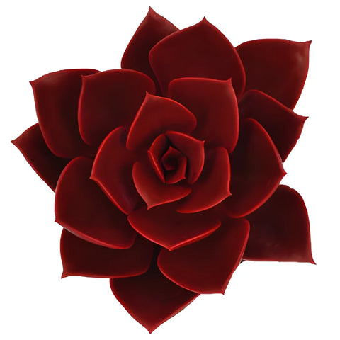 Ruby Red Succulents