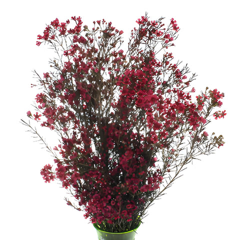 Fruit Punch Red Enhanced Wax Flowers May to November Delivery