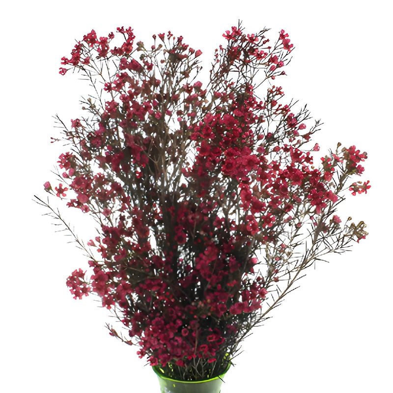 Fruit Punch Red Enhanced Wax Flowers May to November Delivery