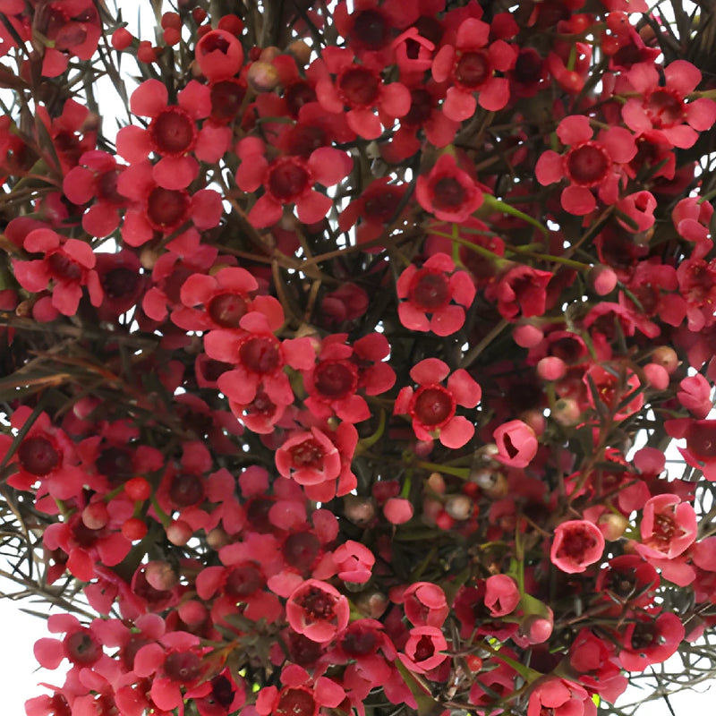 Fruit Punch Red Enhanced Wax Flowers May to November Delivery