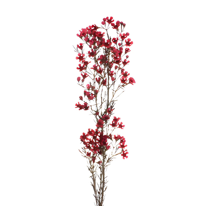 Fruit Punch Red Enhanced Wax Flowers May to November Delivery