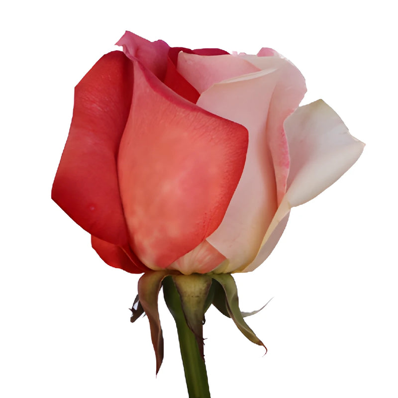 Red and White Rainbow Roses