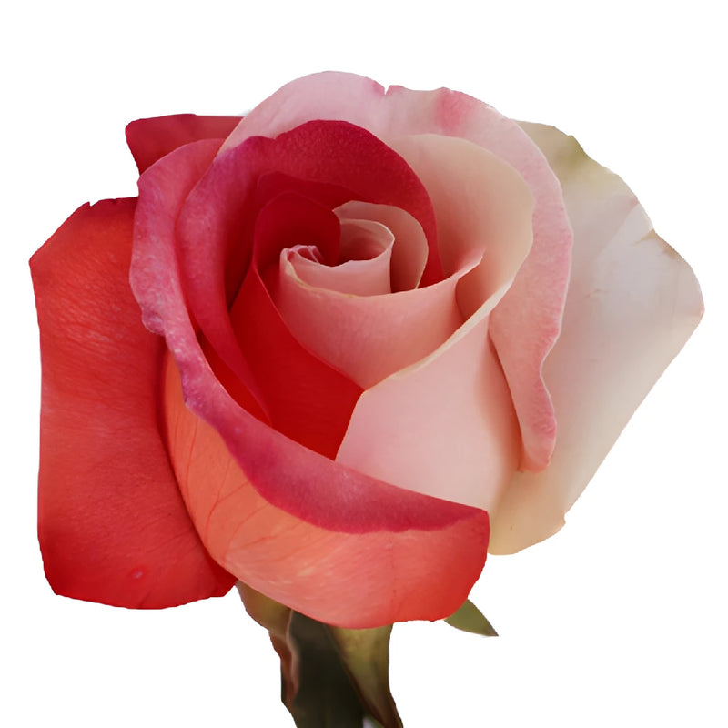 Red and White Rainbow Roses