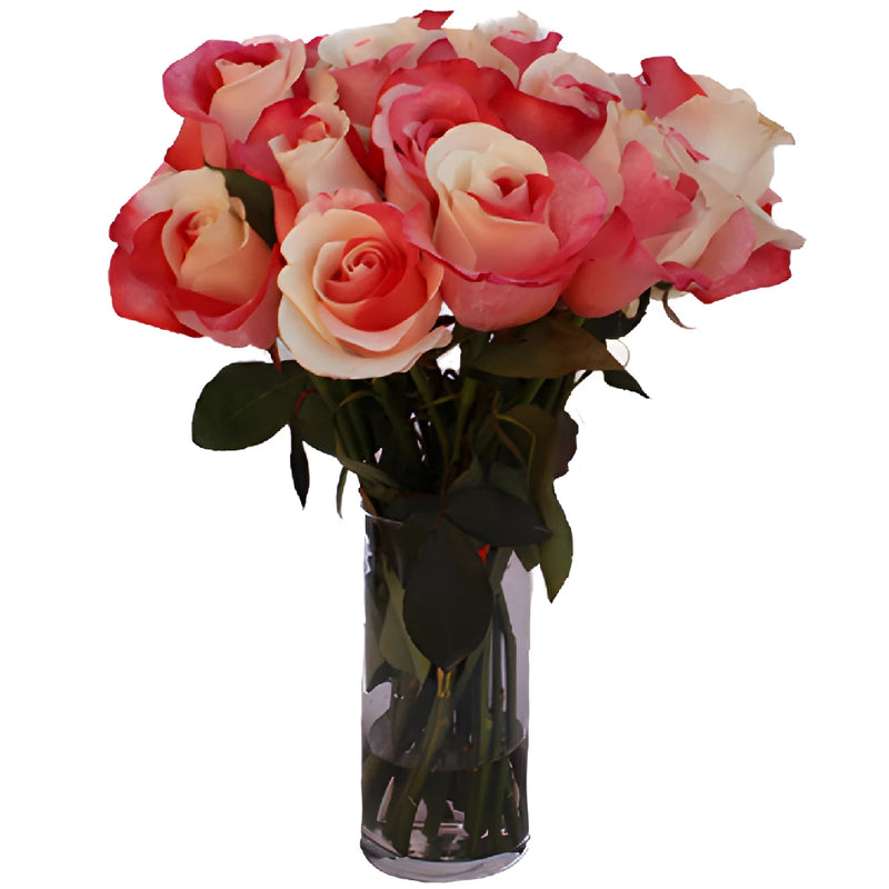 Red and White Rainbow Roses