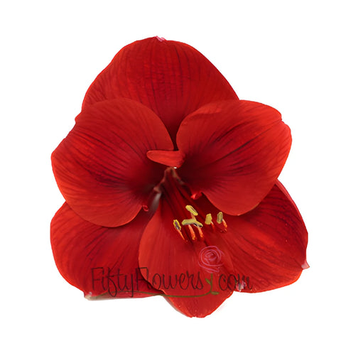 Red Amaryllis Flowers