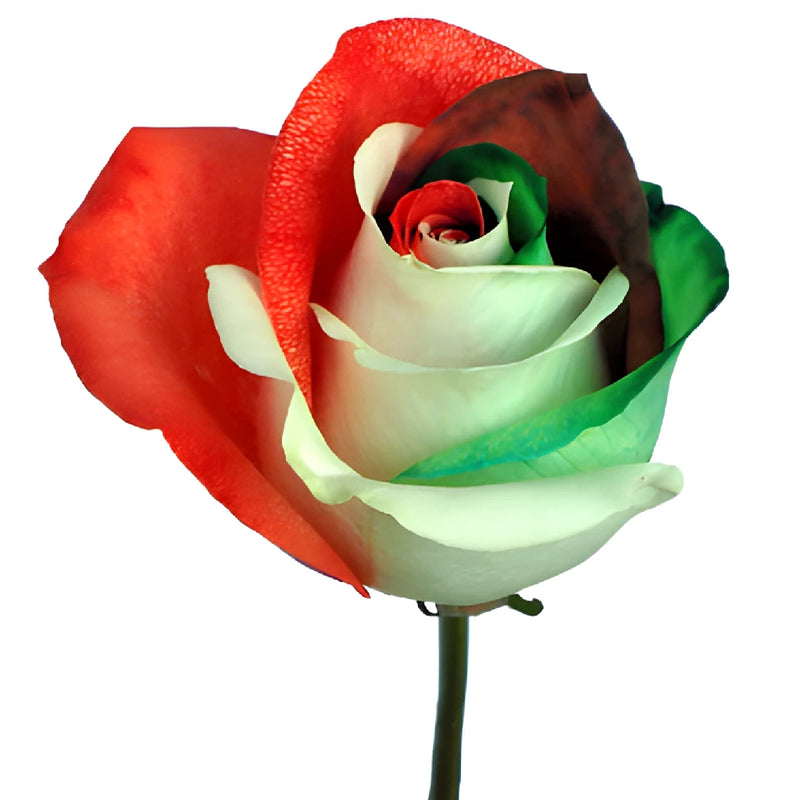 Holiday Red, Green, and White Rainbow Roses