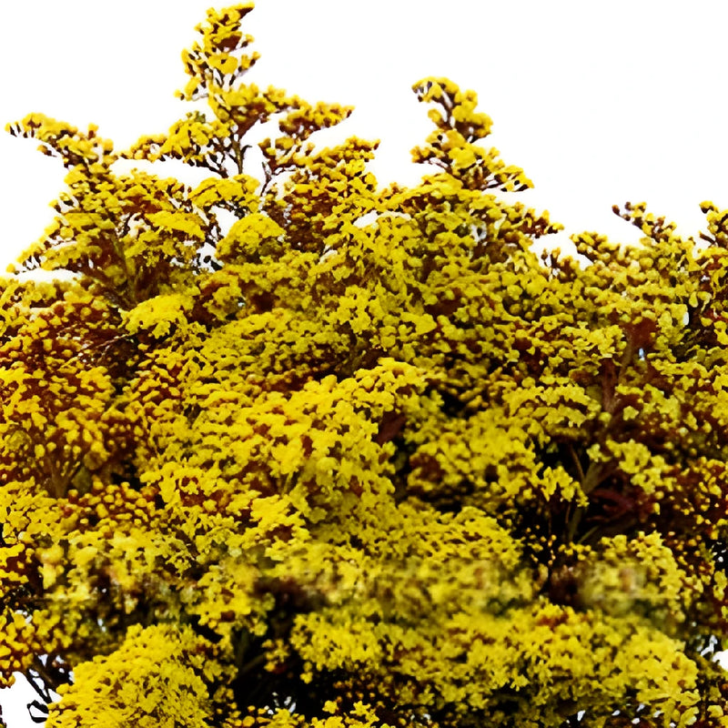 Burnt Umber Enhanced Solidago Flowers