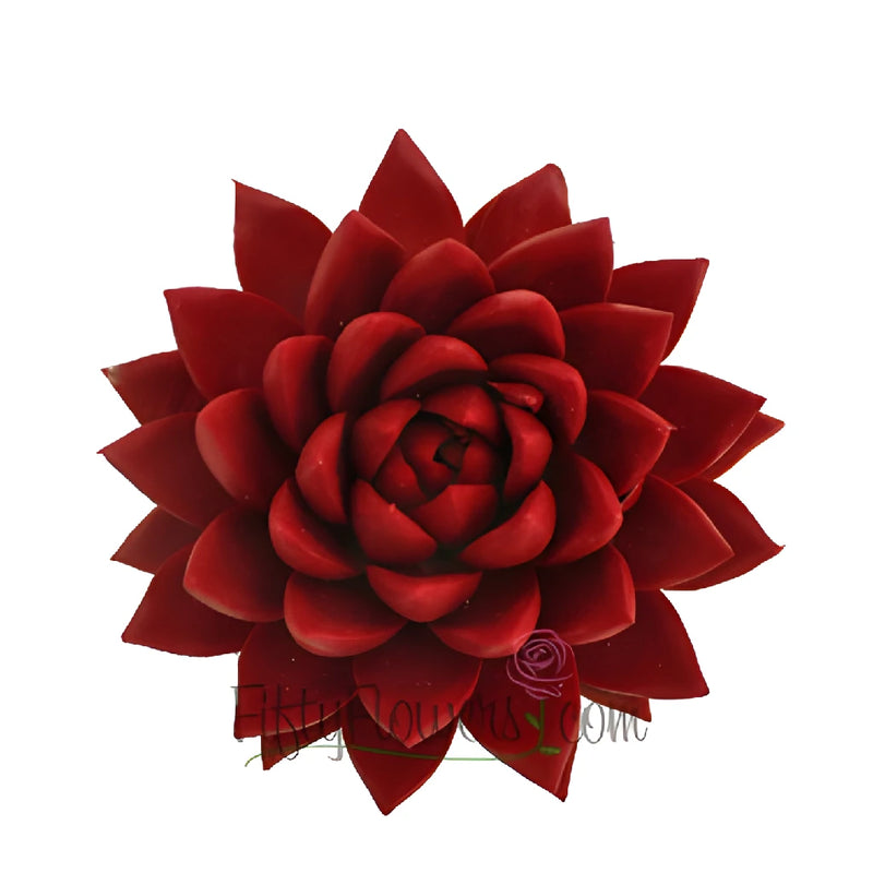 Lipstick Red Enhanced Succulents