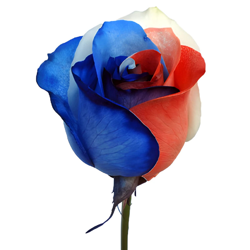 Patriotic Red, White and Blue Rainbow Roses