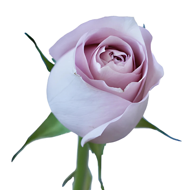 Delicate Pink Rose