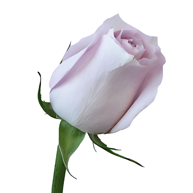 Delicate Pink Rose
