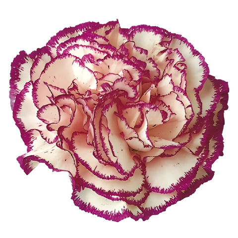 Rendezvous White and Purple Carnation Flower Bloom